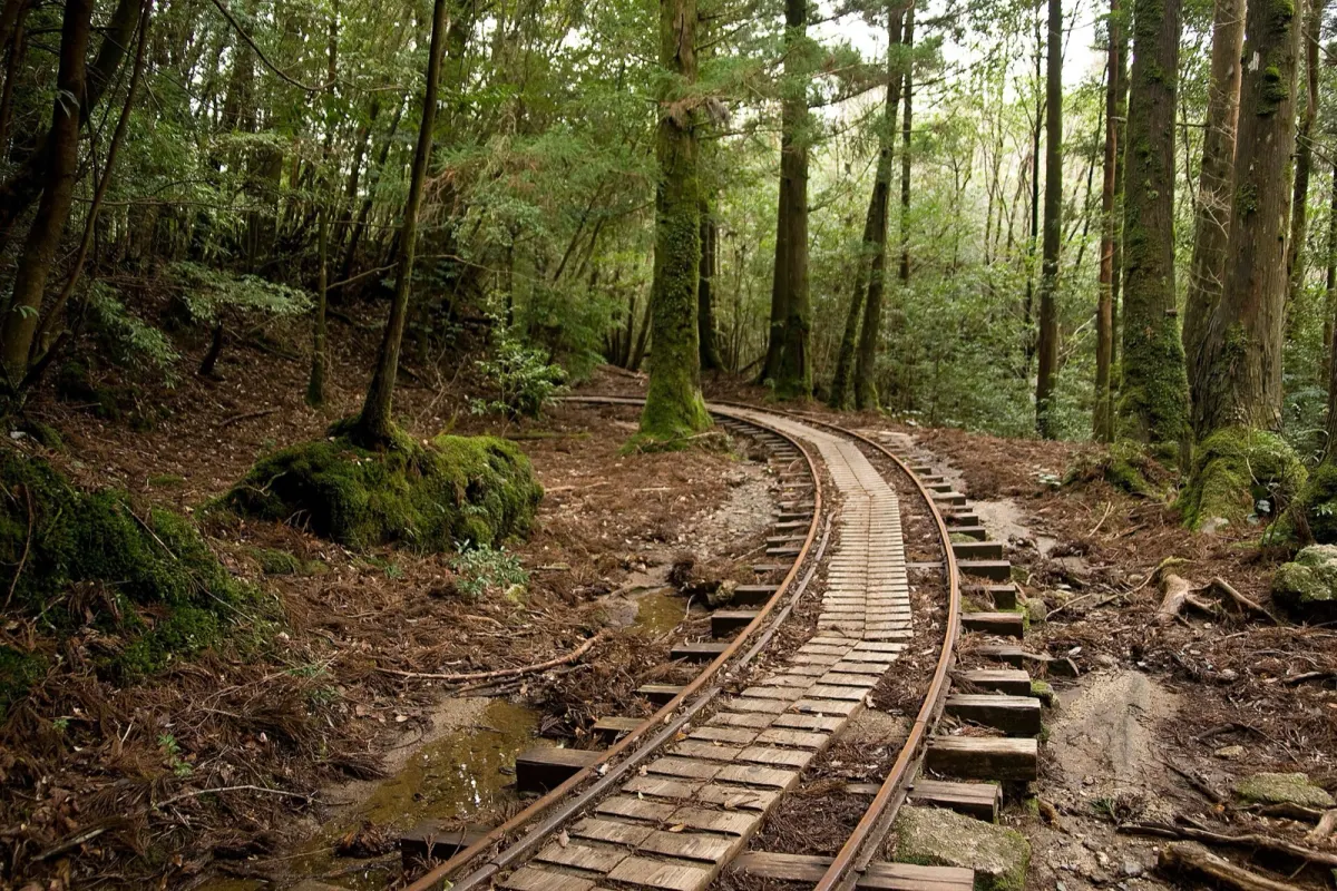 縄文杉への道の前半、森林鉄道の線路跡（トロッコ道）