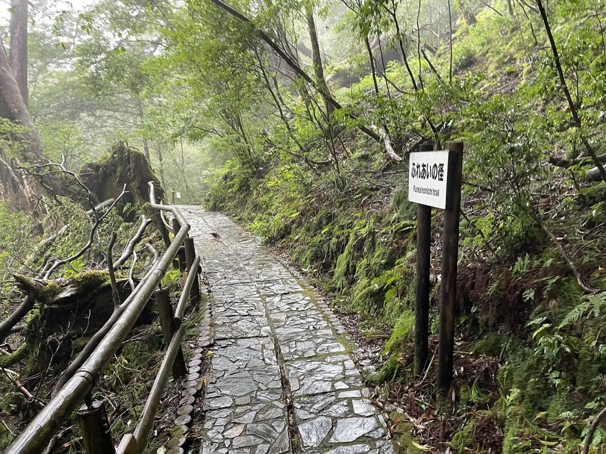 ヤクスギランドの石張りの歩道と手すり