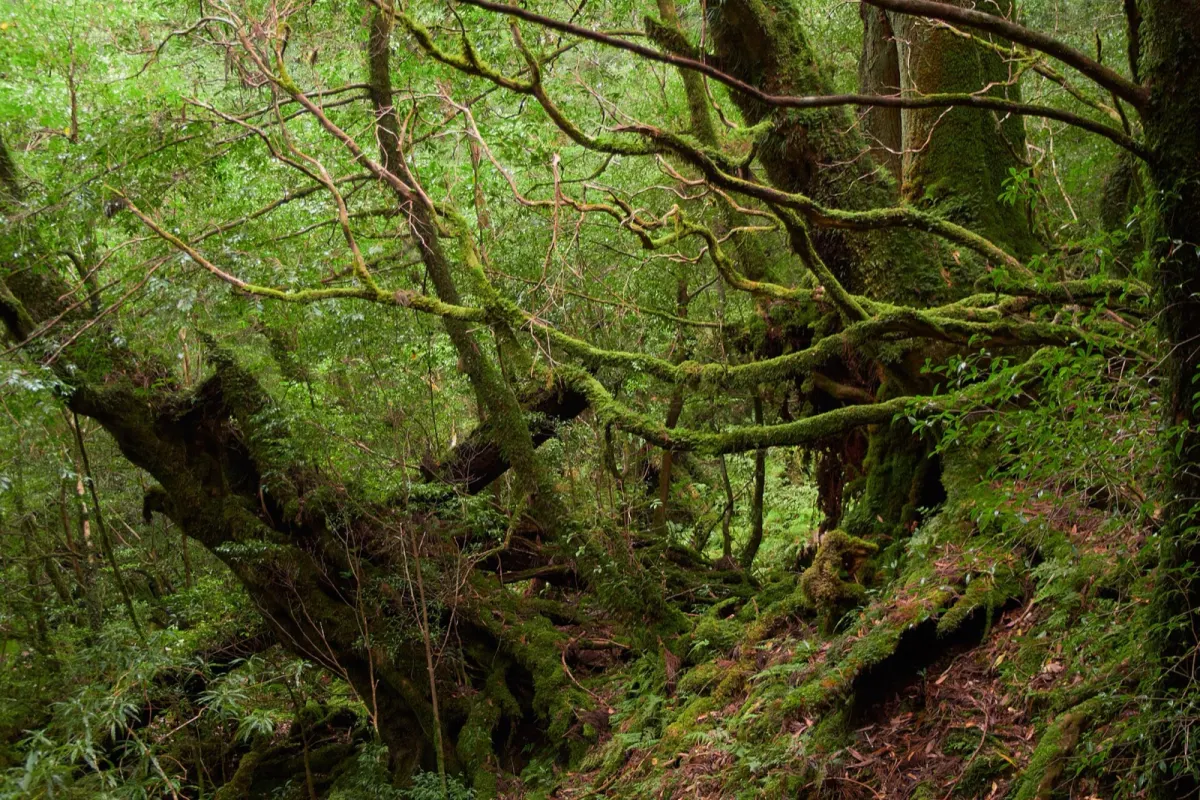 白谷雲水峡の苔むした森