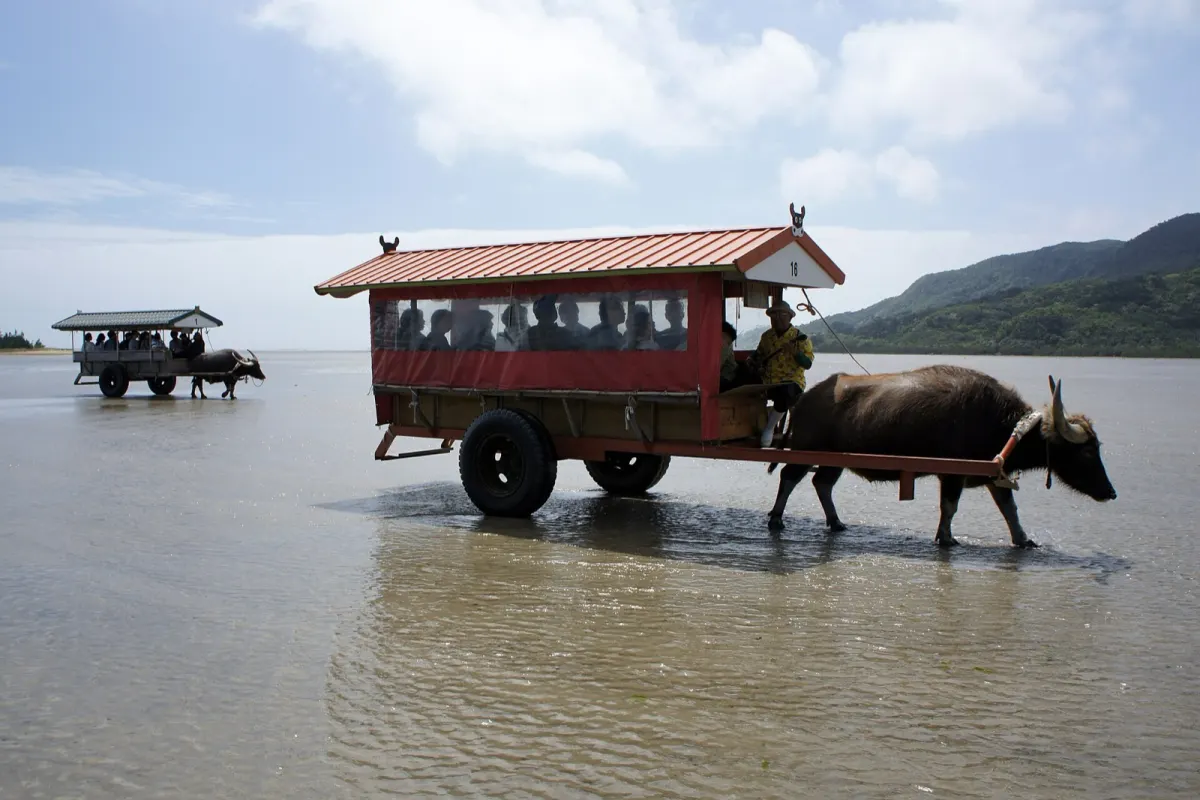 浅瀬を渡って由布島へ向かう水牛車