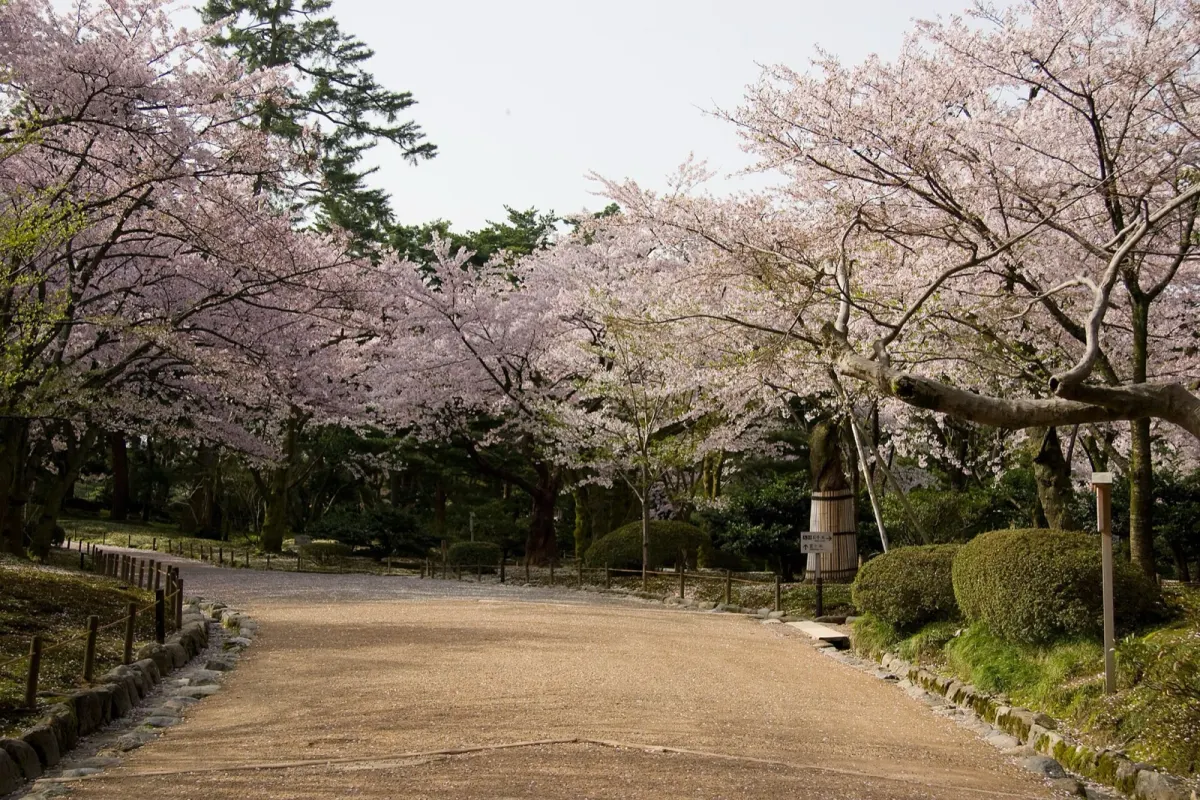 兼六園・桂坂口近くの広い砂利の園路（桜の季節）