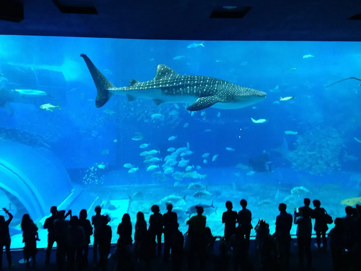 美ら海水族館の大水槽「黒潮の海」の前の平らな観覧スペース