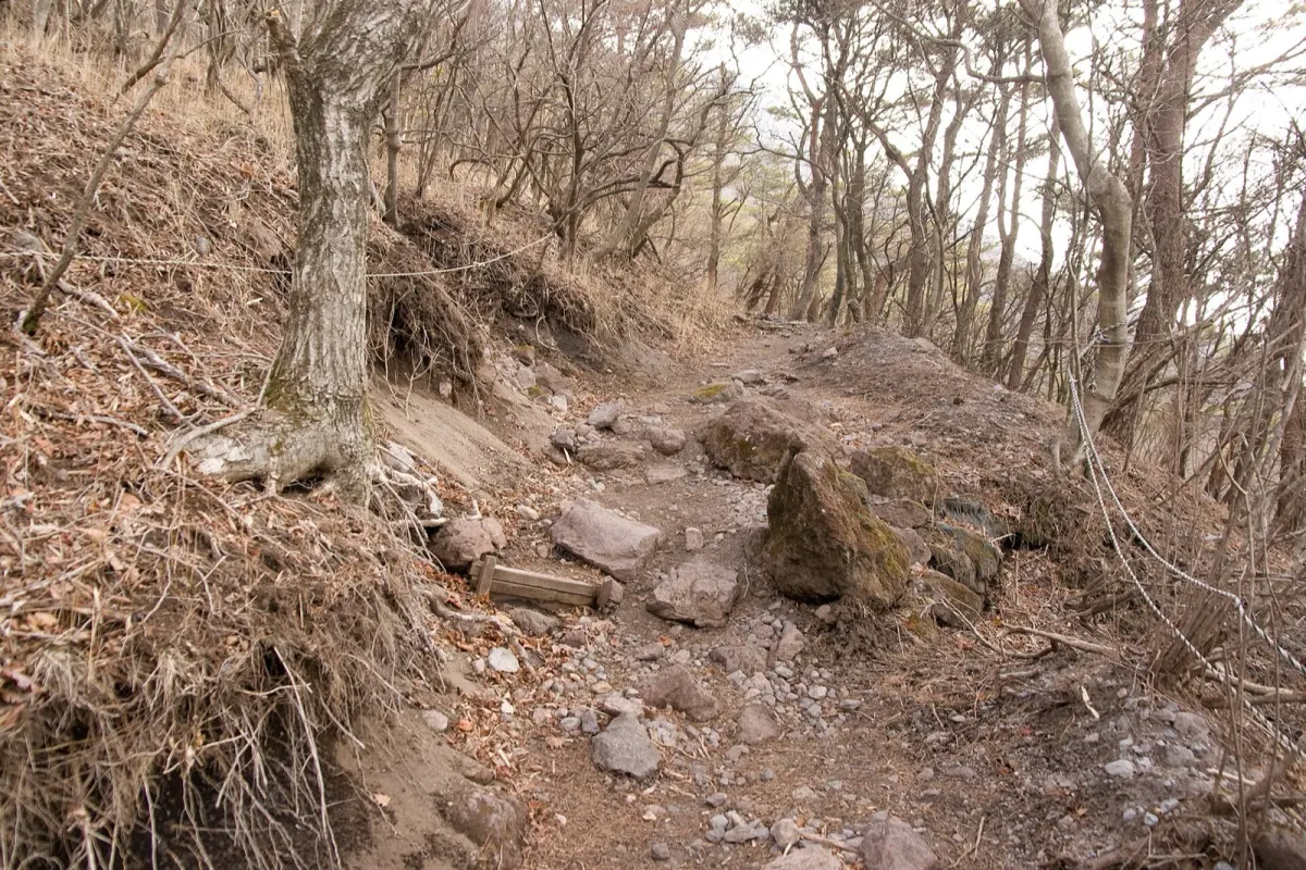 由布岳の登山道。木の根と石の多い急な道