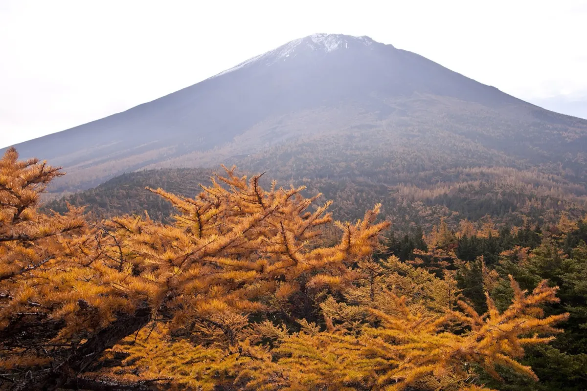 奥庭から見る富士山と紅葉したカラマツ(10月)