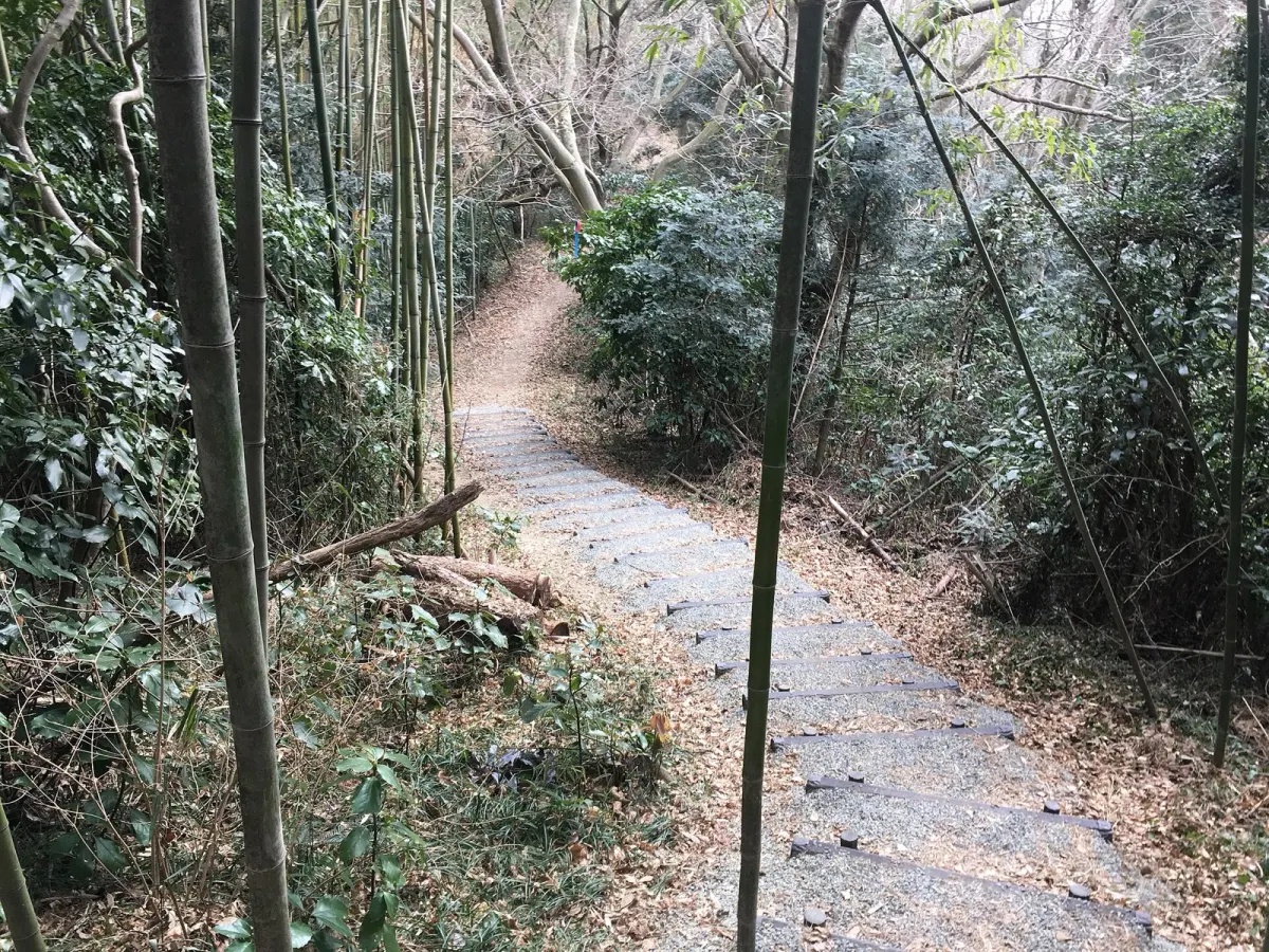 大高森の登山道（竹林の中の土の道と段）