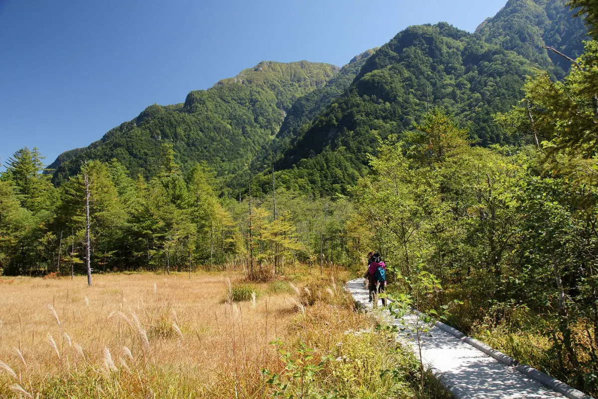 田代湿原の平らな遊歩道（大正池と河童橋の間）